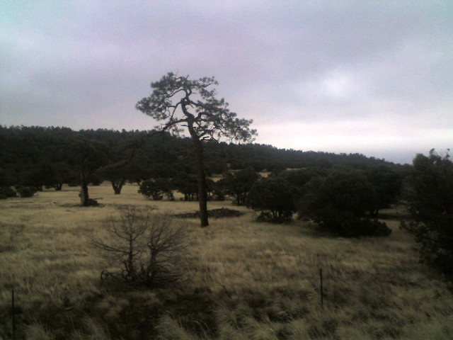 pine-in-the-junipers.bmp