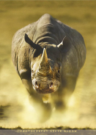 Do Business Like a Rhino
