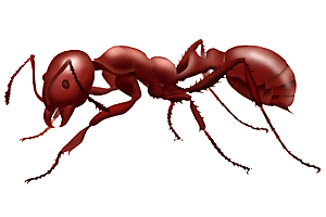 Philosophies of the Ant - Remain Loyal and Honest