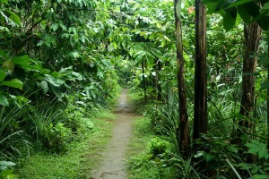 jungle path