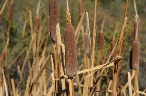 sword fighting with cattails