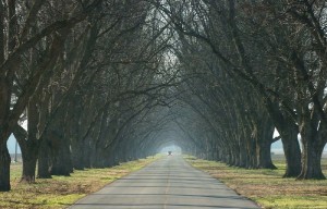 pecan harvest